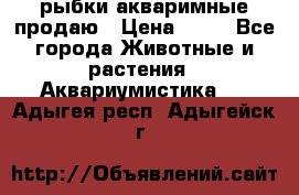 рыбки акваримные продаю › Цена ­ 30 - Все города Животные и растения » Аквариумистика   . Адыгея респ.,Адыгейск г.